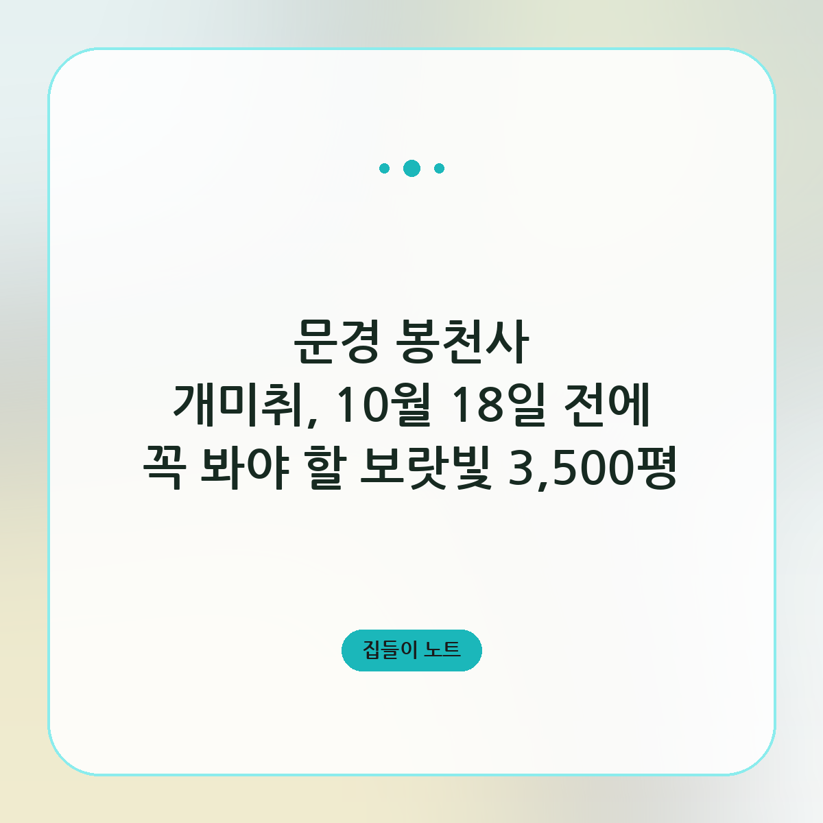 문경 봉천사 개미취, 10월 18일 전에 꼭 봐야 할 보랏빛 3,500평